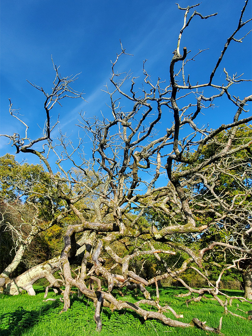 Dead tree