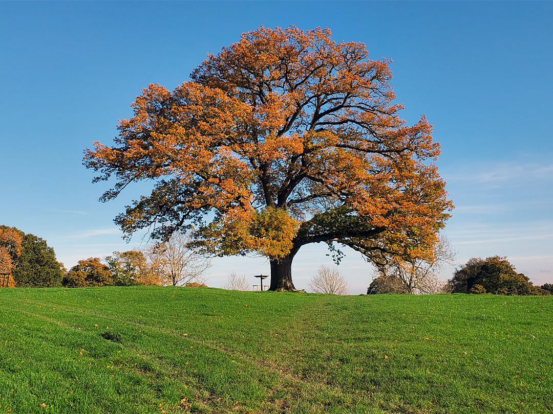 Greywell Hill Park