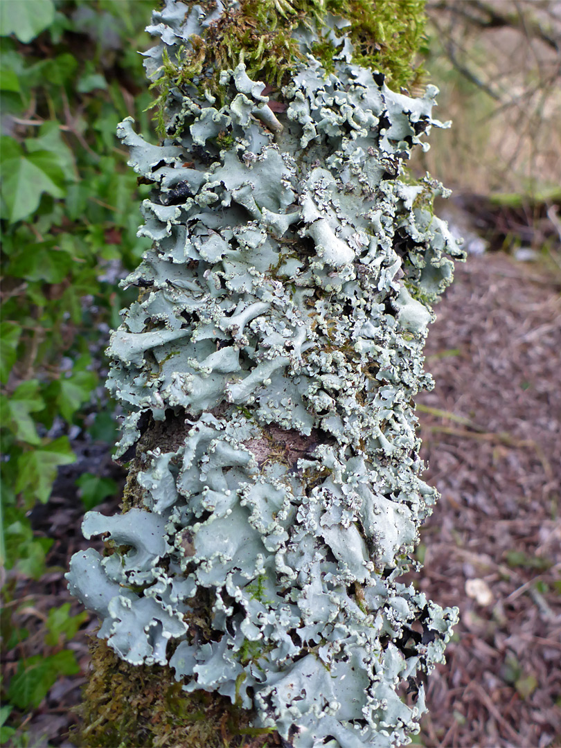 Lichen