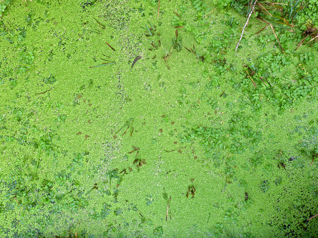 Pondweed