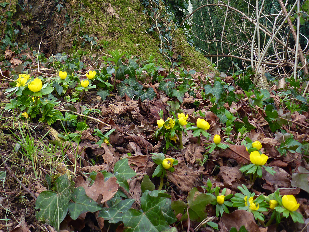 Winter aconite