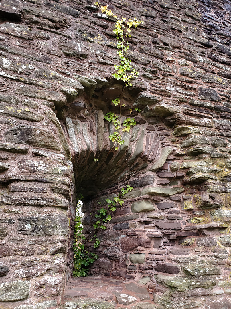 Window with ivy