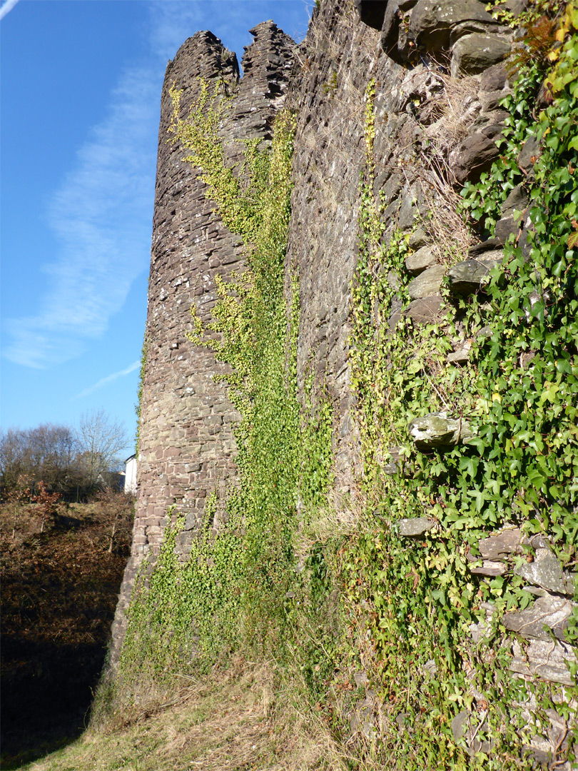 Ivy-covered wall