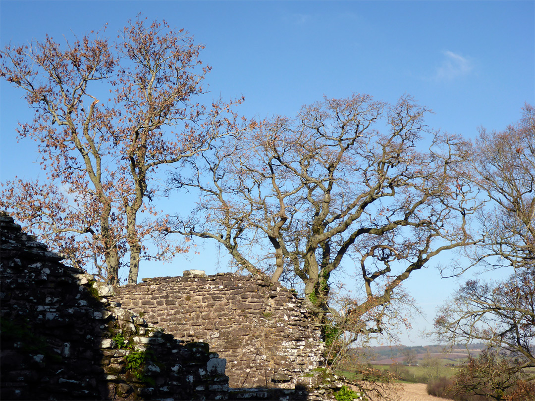 Leafless trees