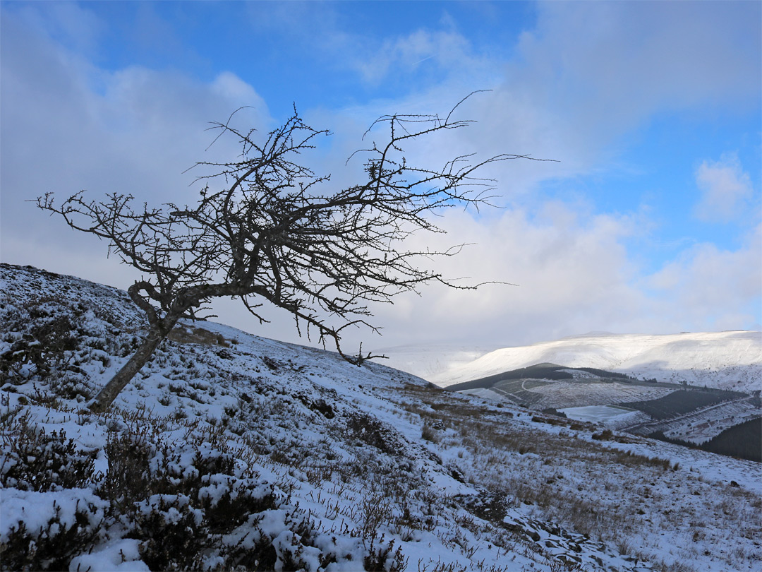 Tree and clouds