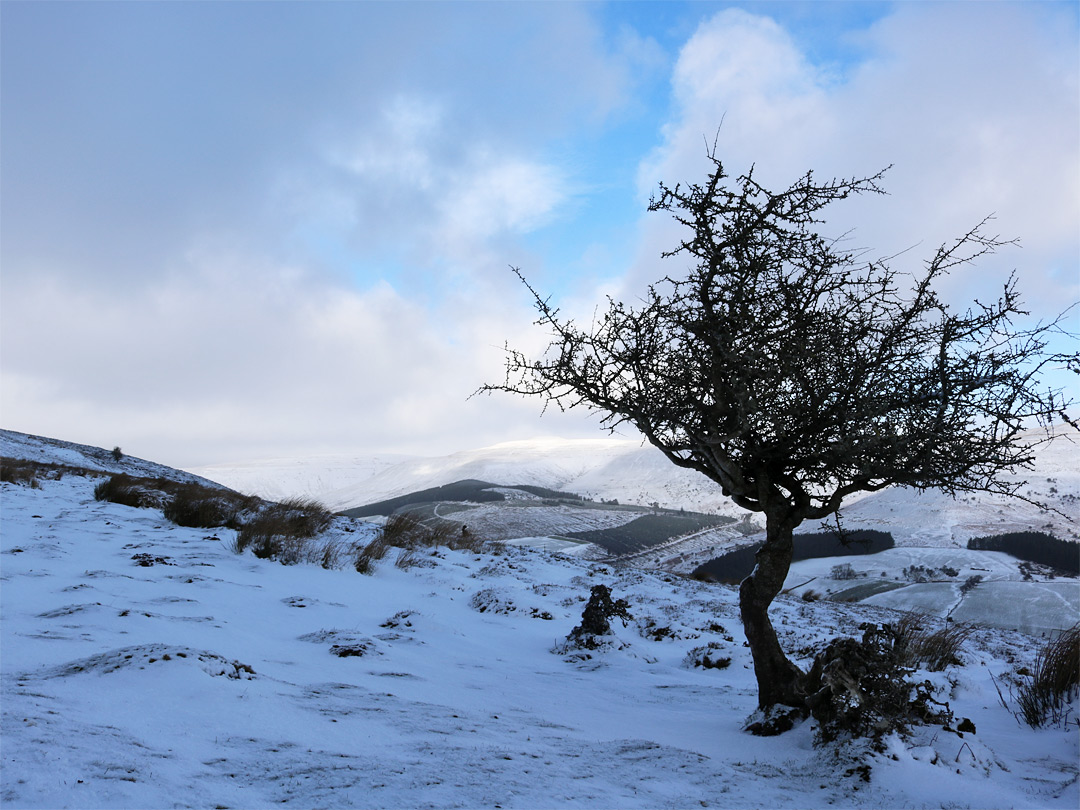 Tree and snow