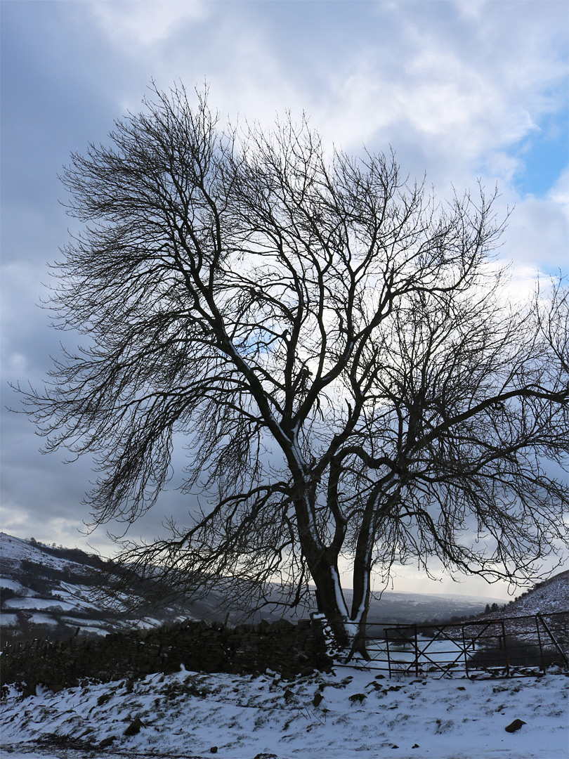 Leafless tree