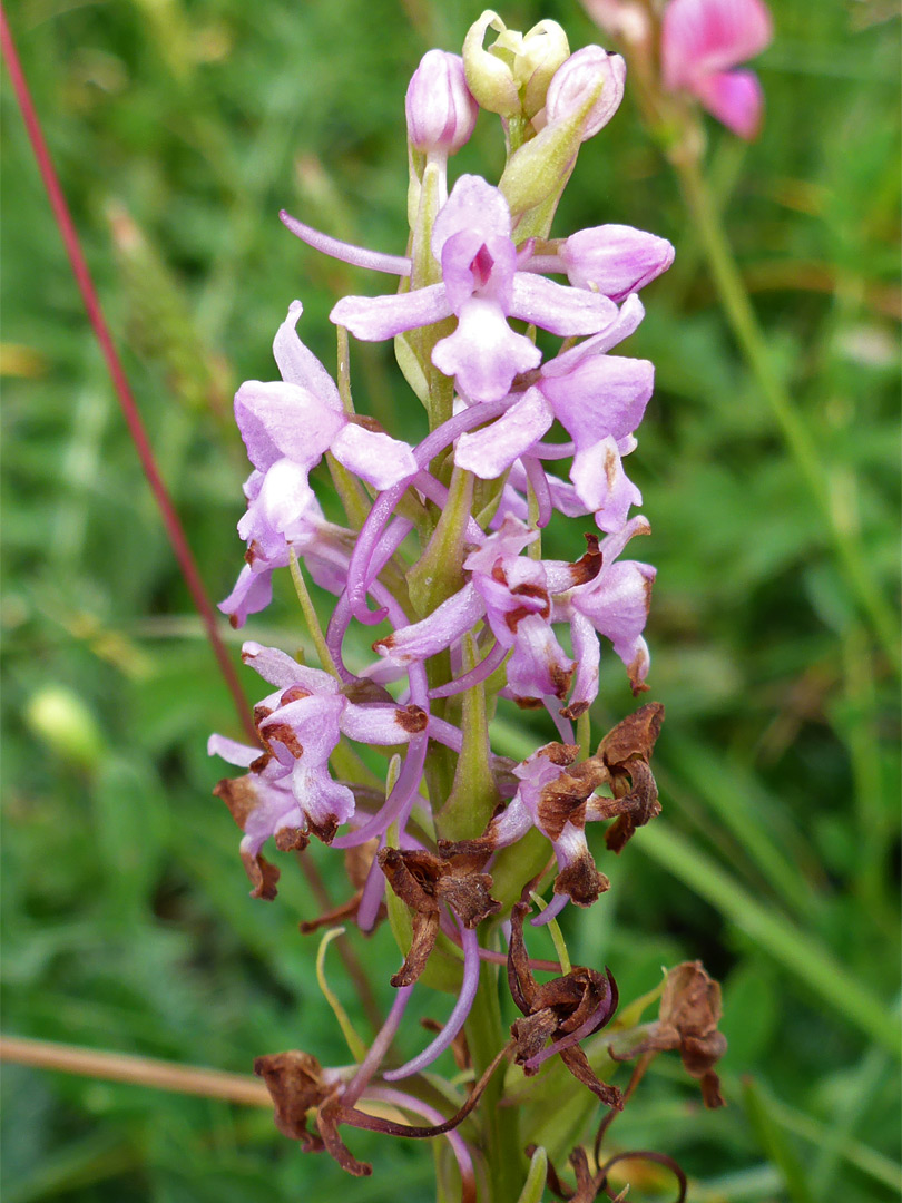 Fragrant orchid