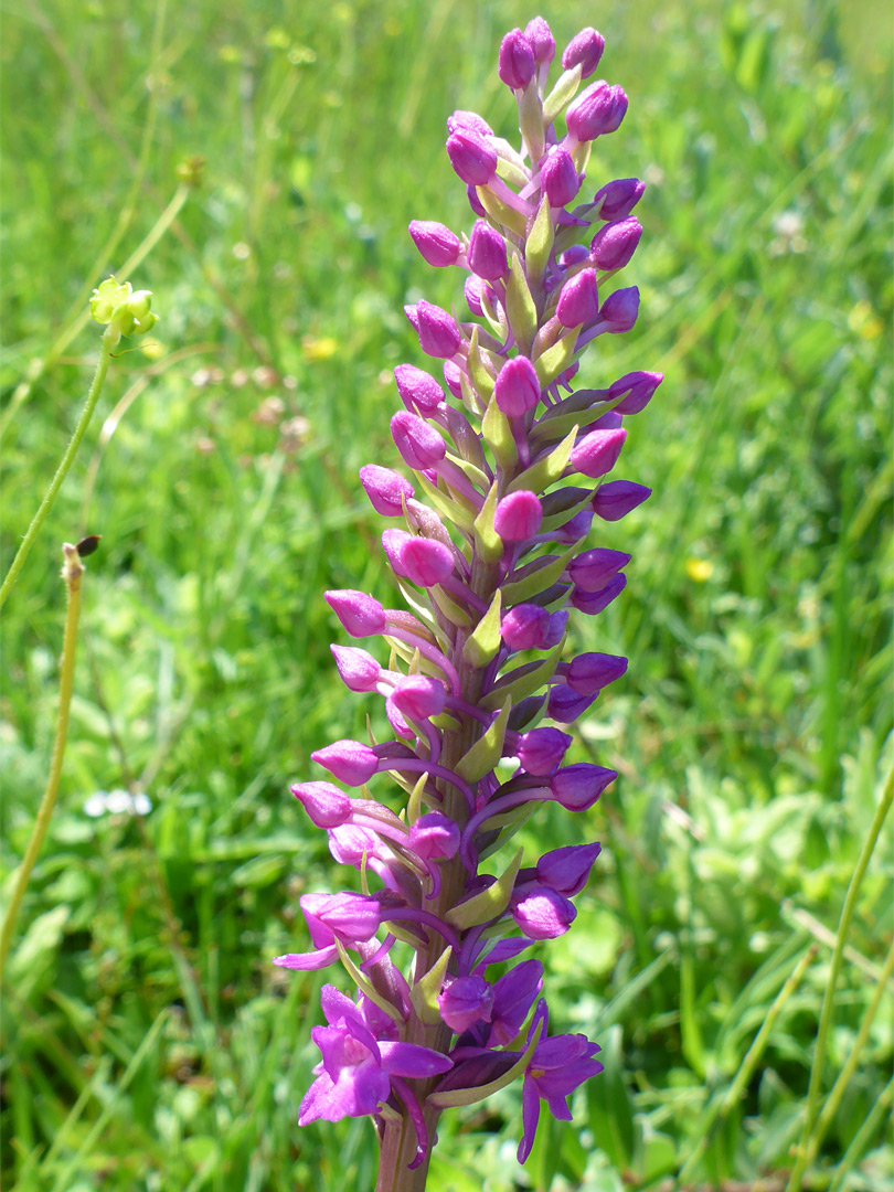 Buds and flowers