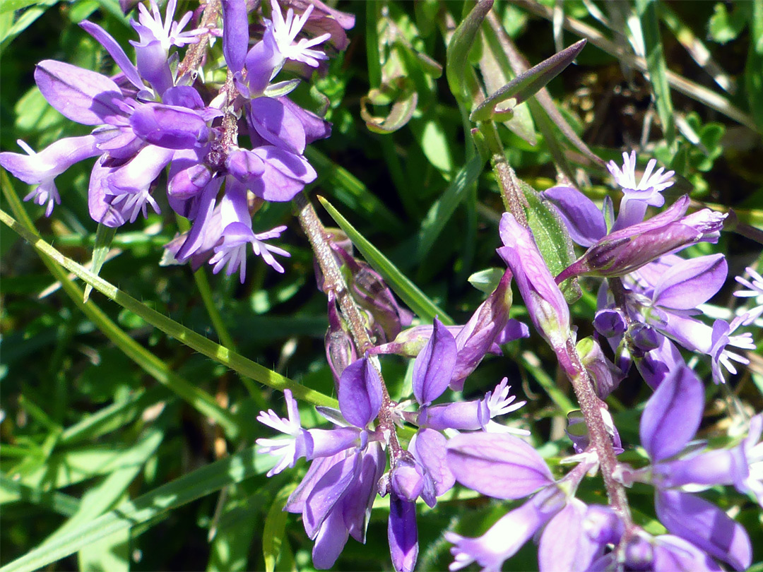 Chalk milkwort