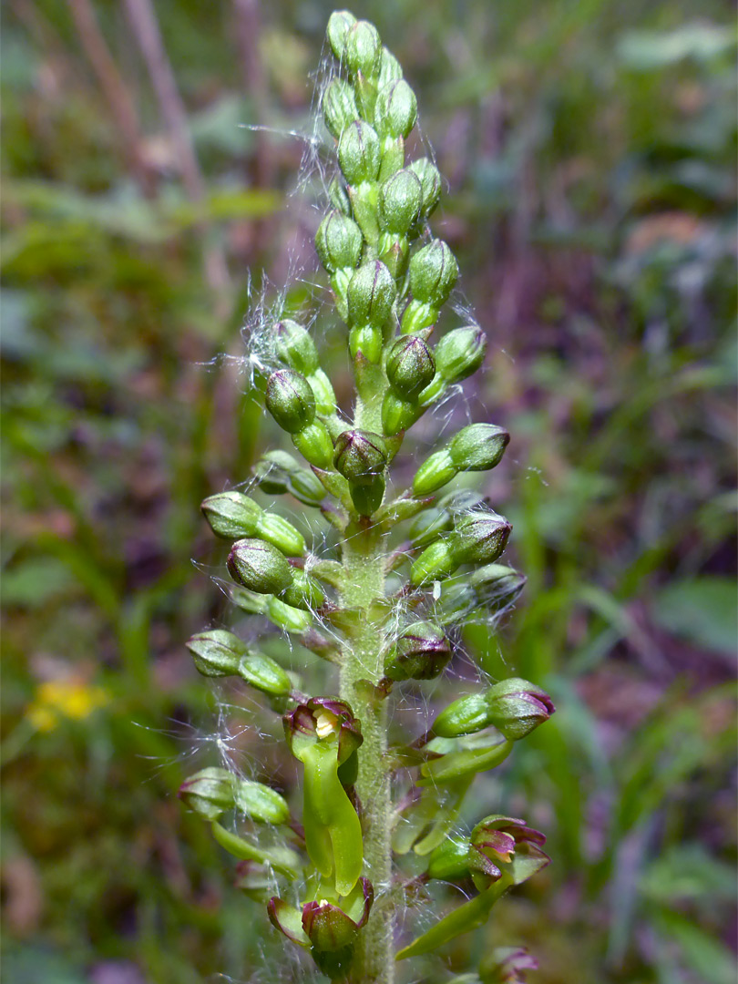 Common twayblade