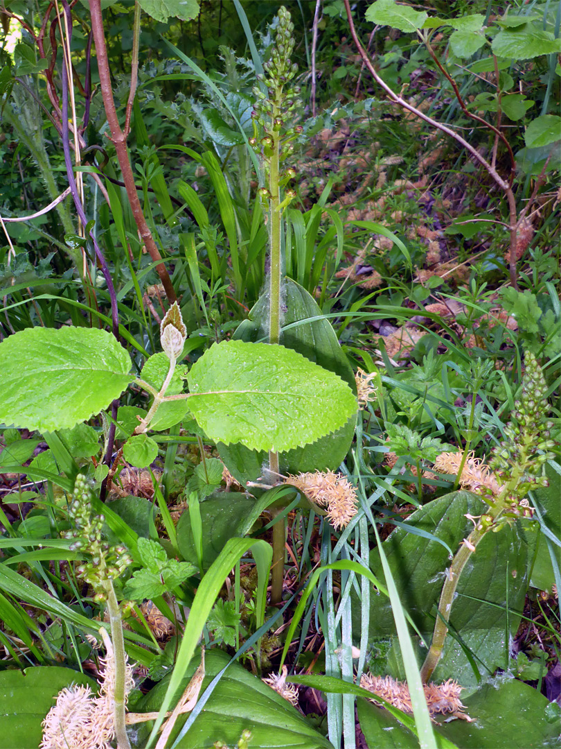 Three twayblade stems