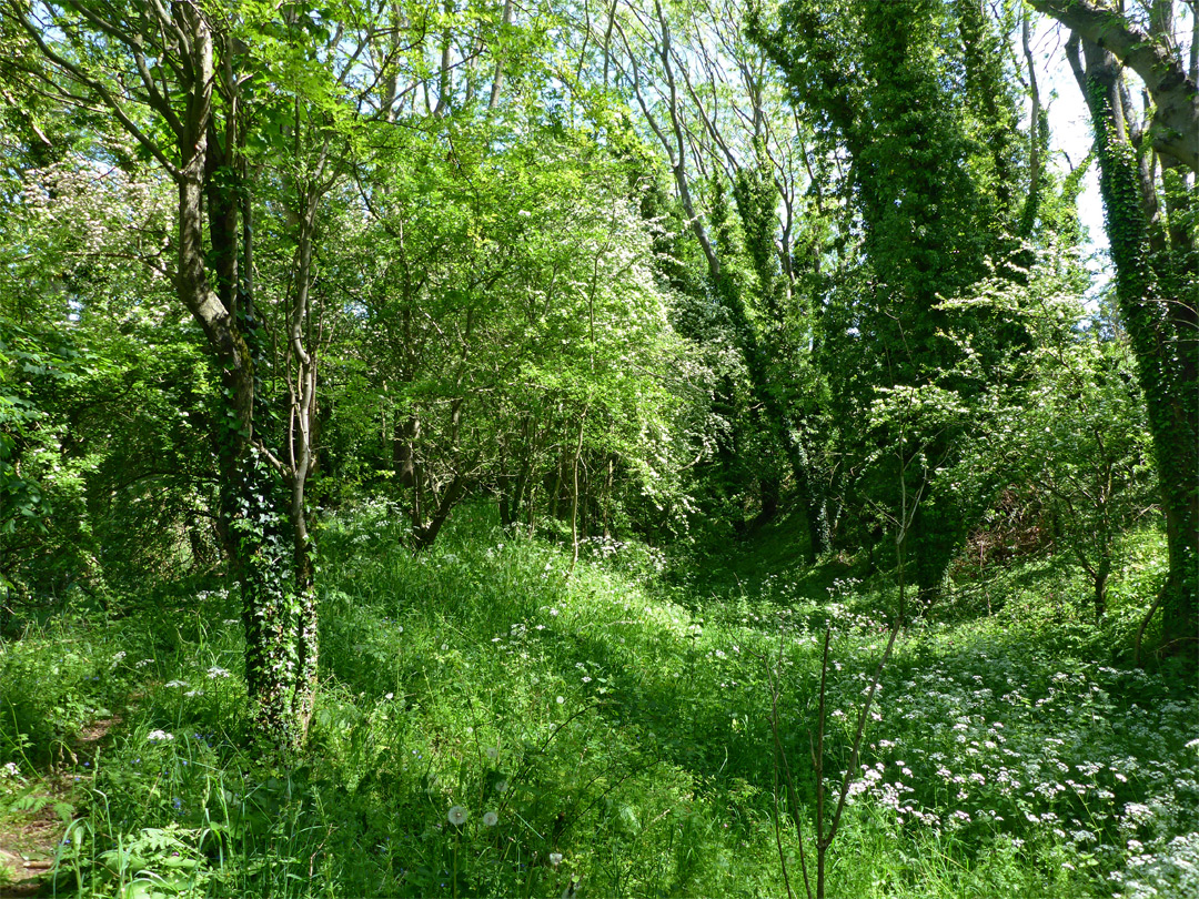 Ash woodland