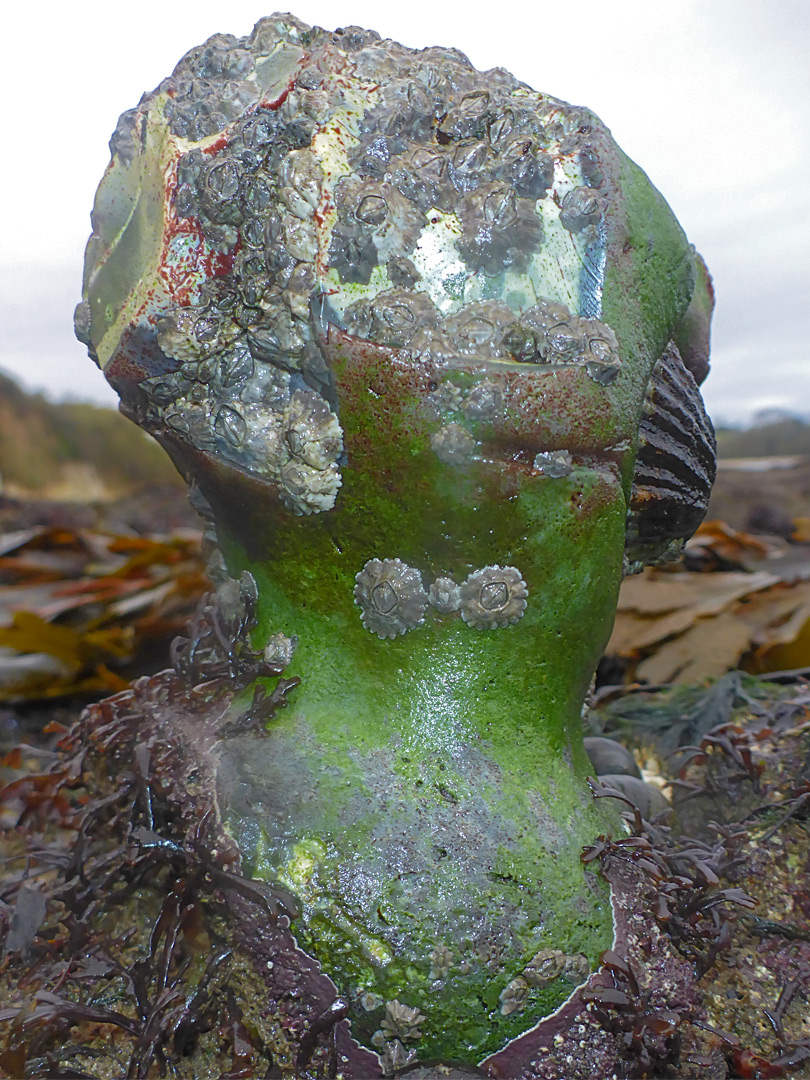 Barnacles on a nodule