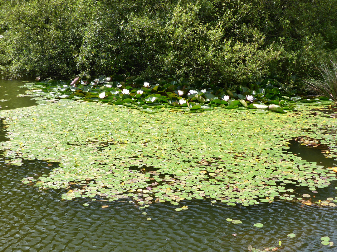 Lily pads