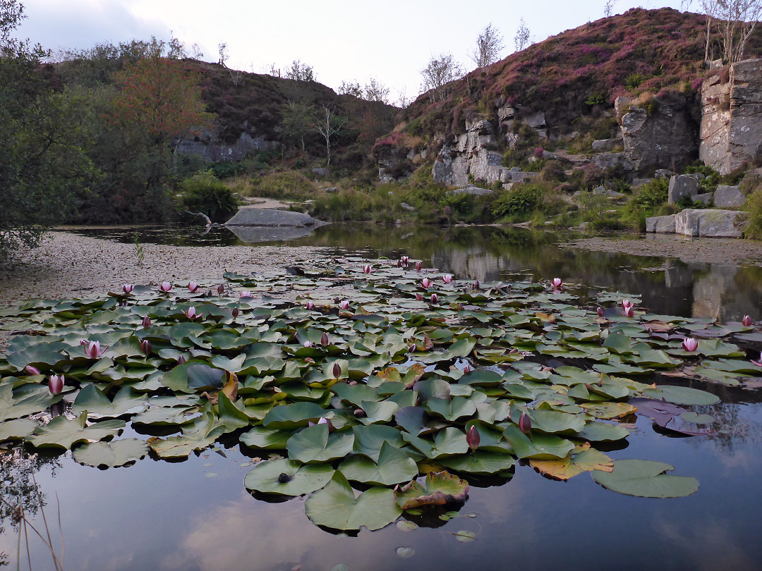 Lilies on a pool