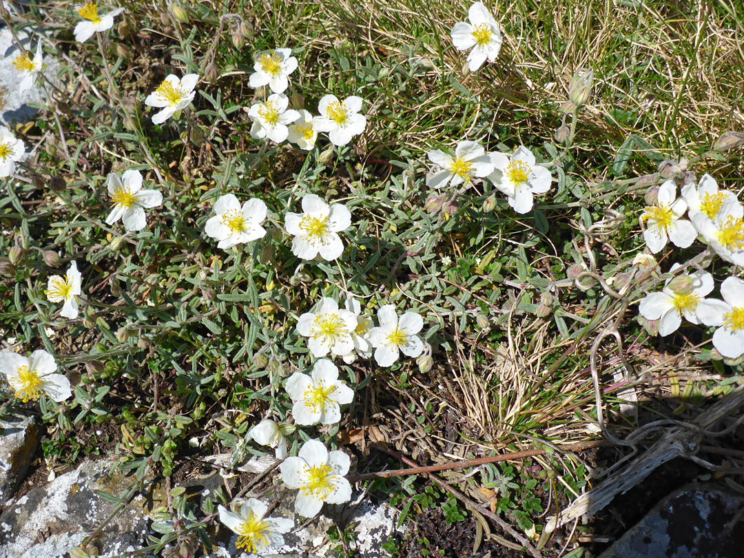 Rock-rose flowers