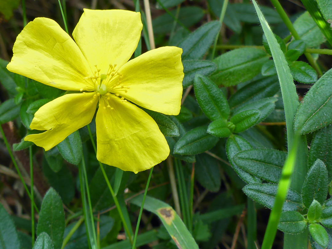 Yellow flower