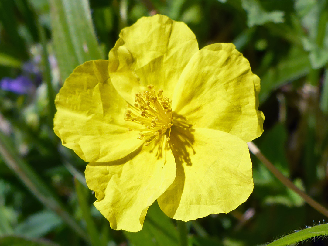 Common rock-rose