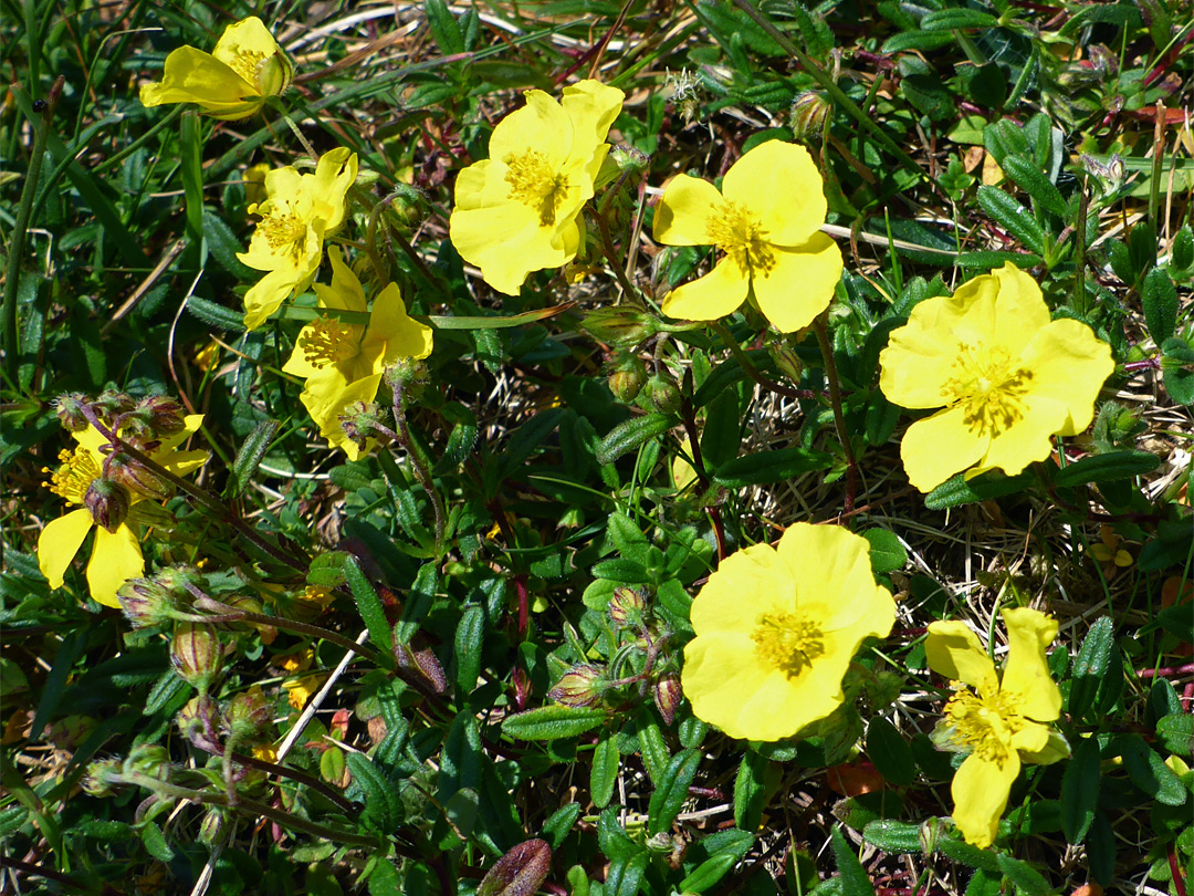 Flowers and leaves