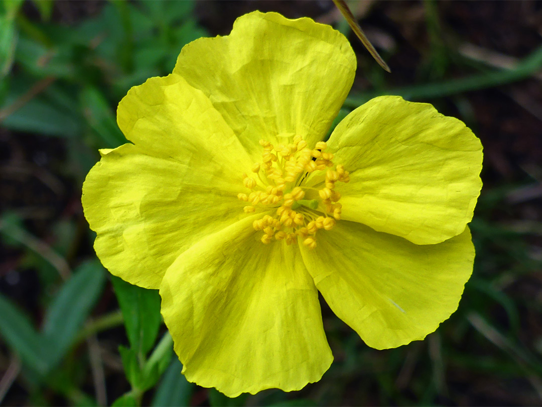 Common rock rose