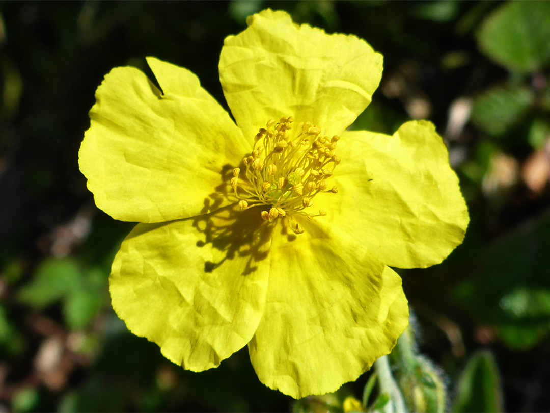 Obovate petals