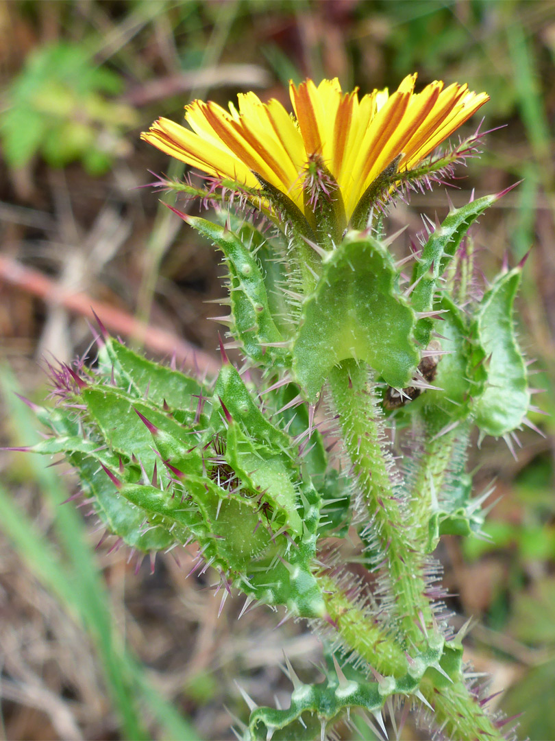 Flowerhead, stem and bracts