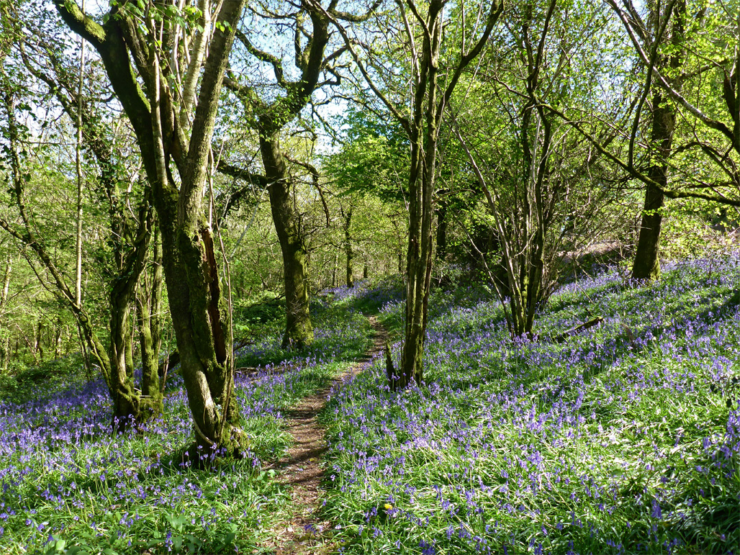 Sunny bluebells