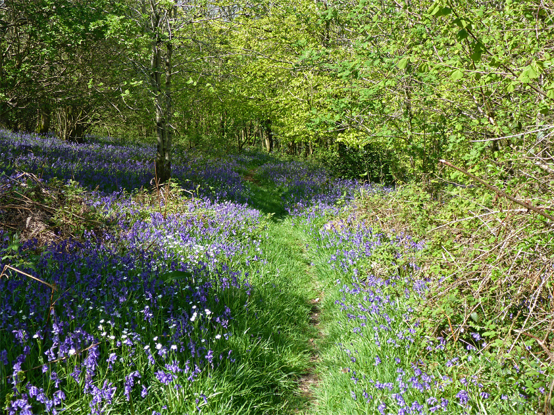 Hilltop path