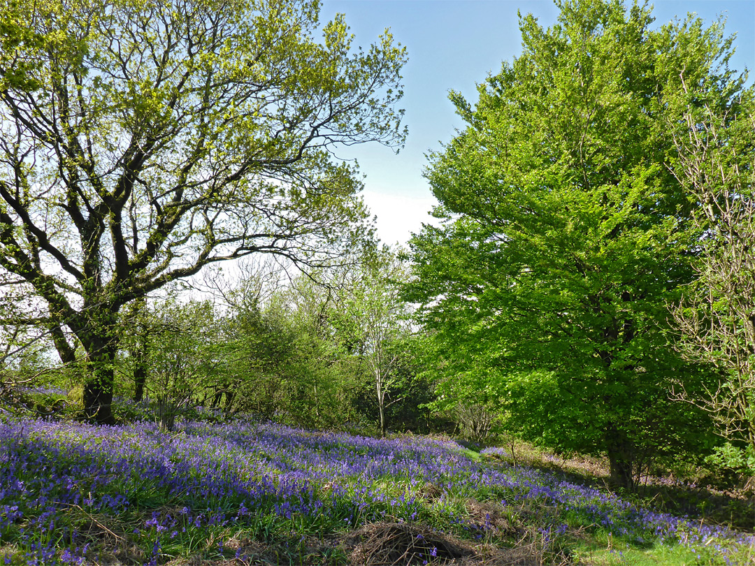 Bluebells and trees