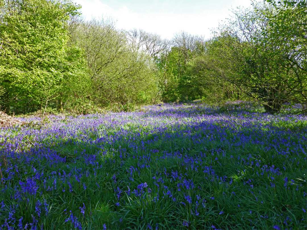 Many bluebells