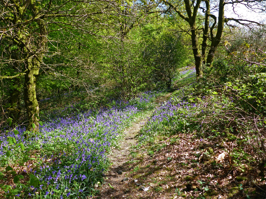 Bluebells beside the path