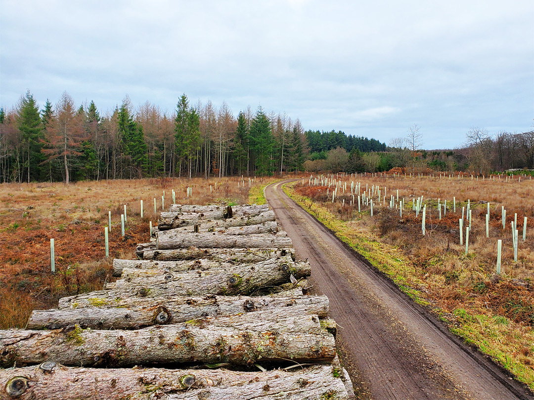 Logpile and track