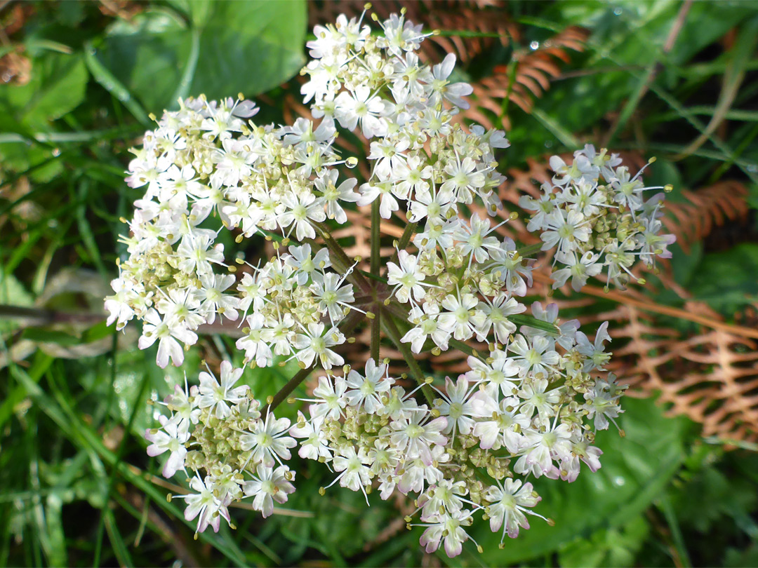 Compound umbels of tiny white flowers