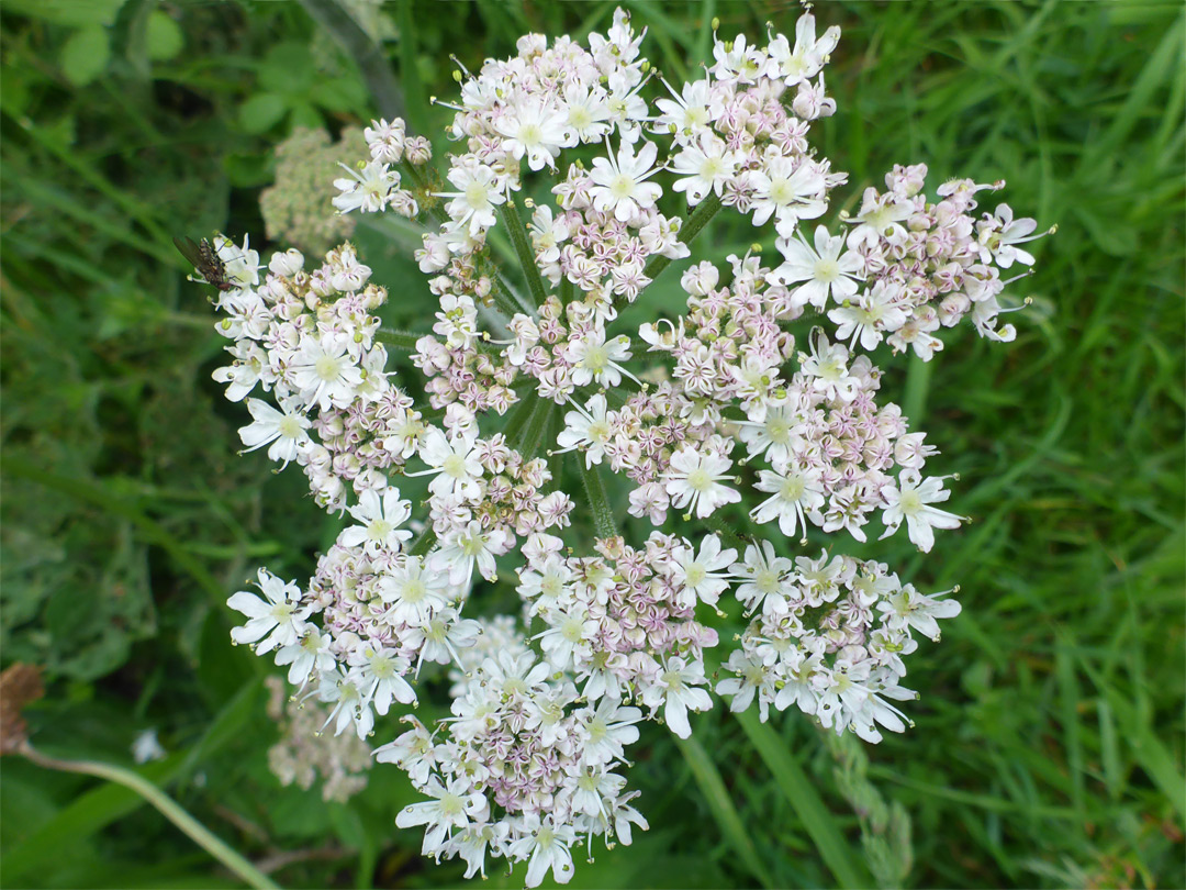 Common hogweed