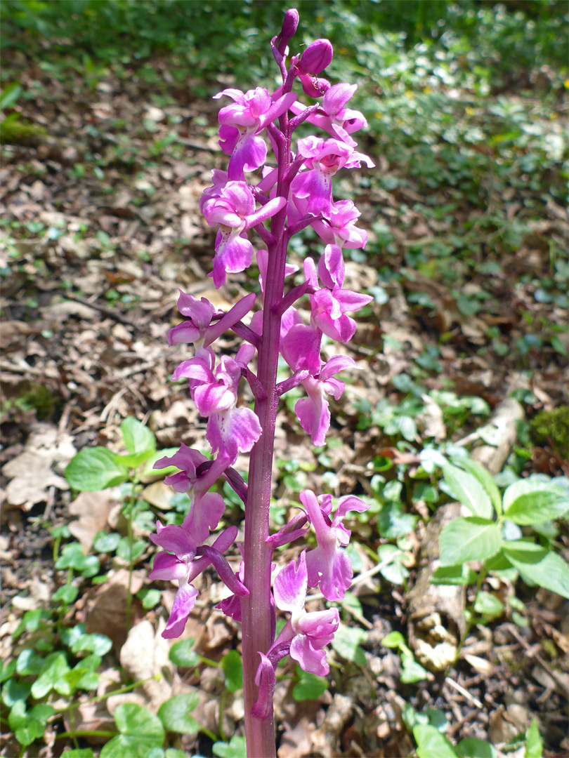 Whitish-pink orchid