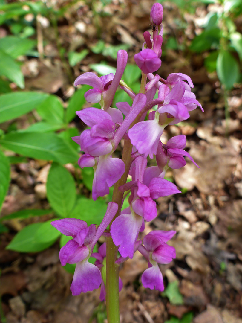 Pink-purple orchid