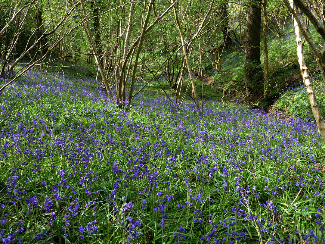 Bluebells beside a stream