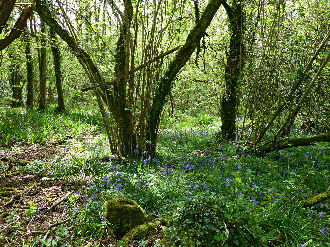 Bluebells in the south wood