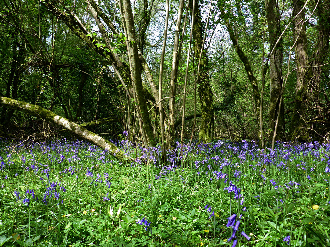 Sun on bluebells