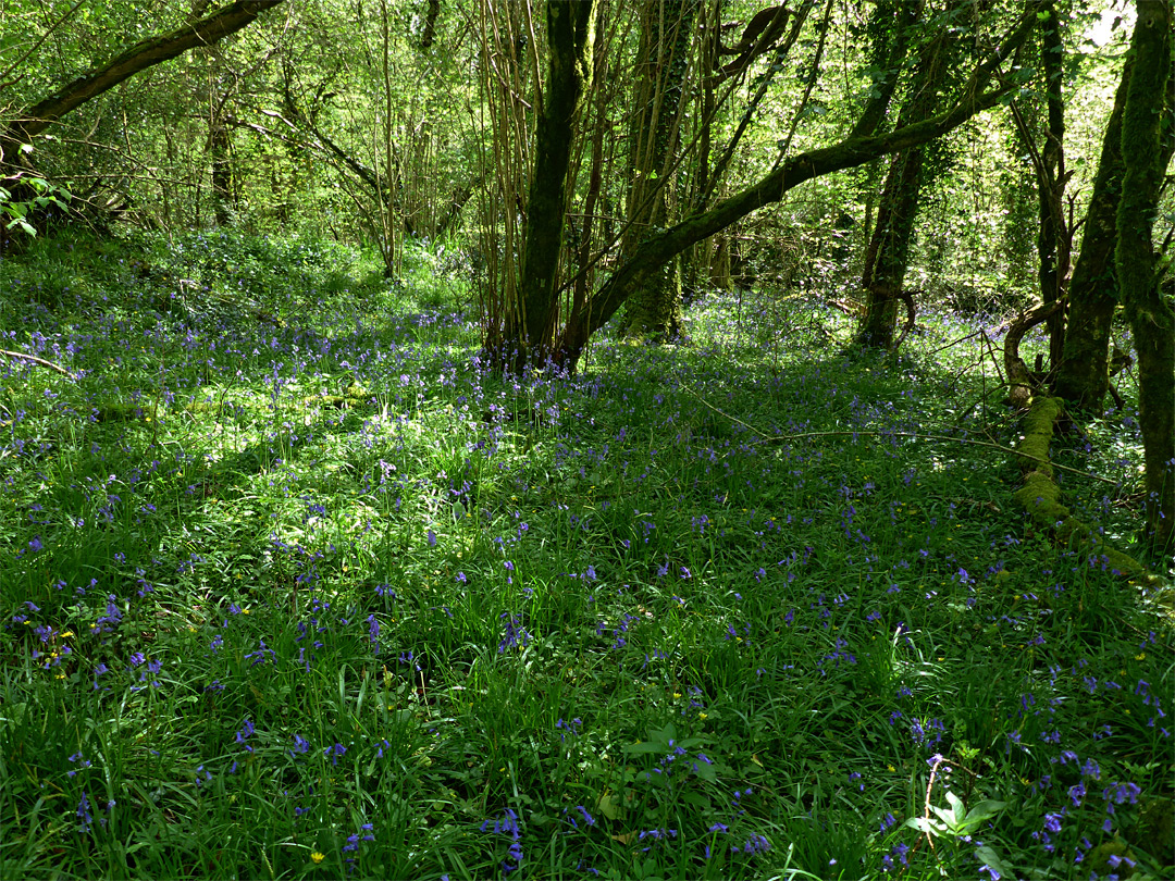 Shady bluebells