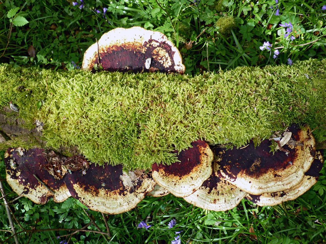 Turkeytail fungus