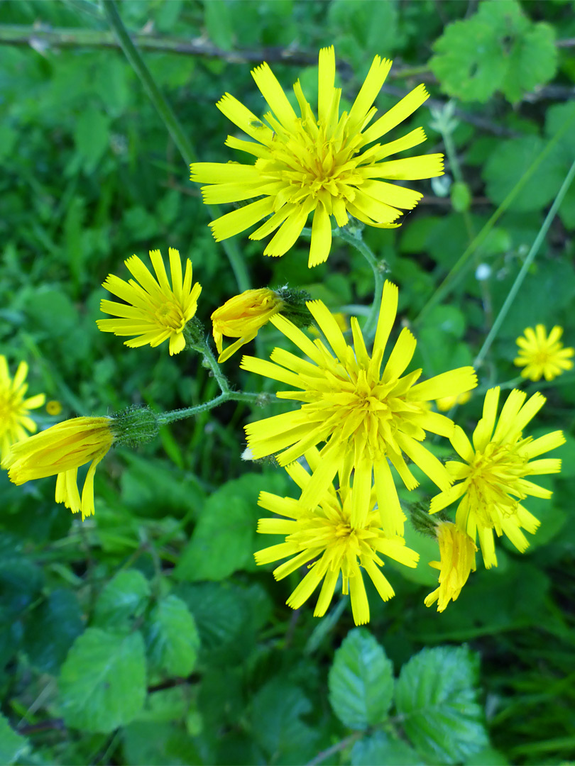 Common hawkweed