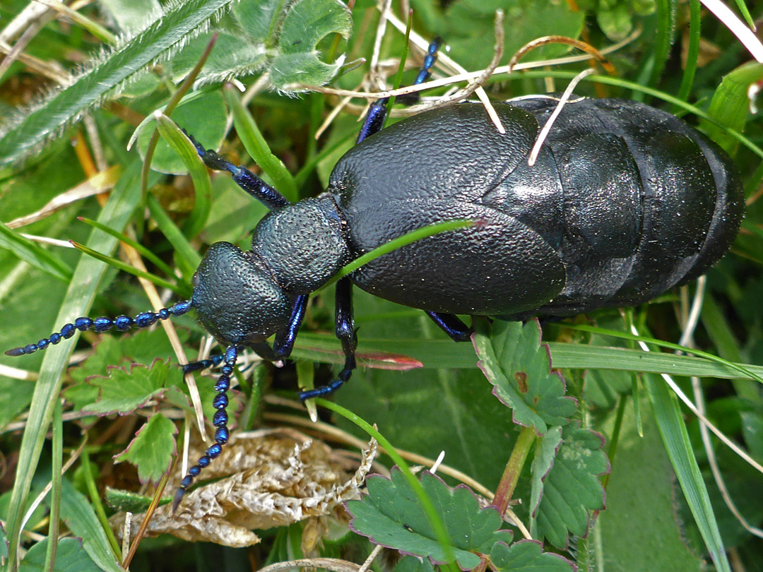 Black oil beetle