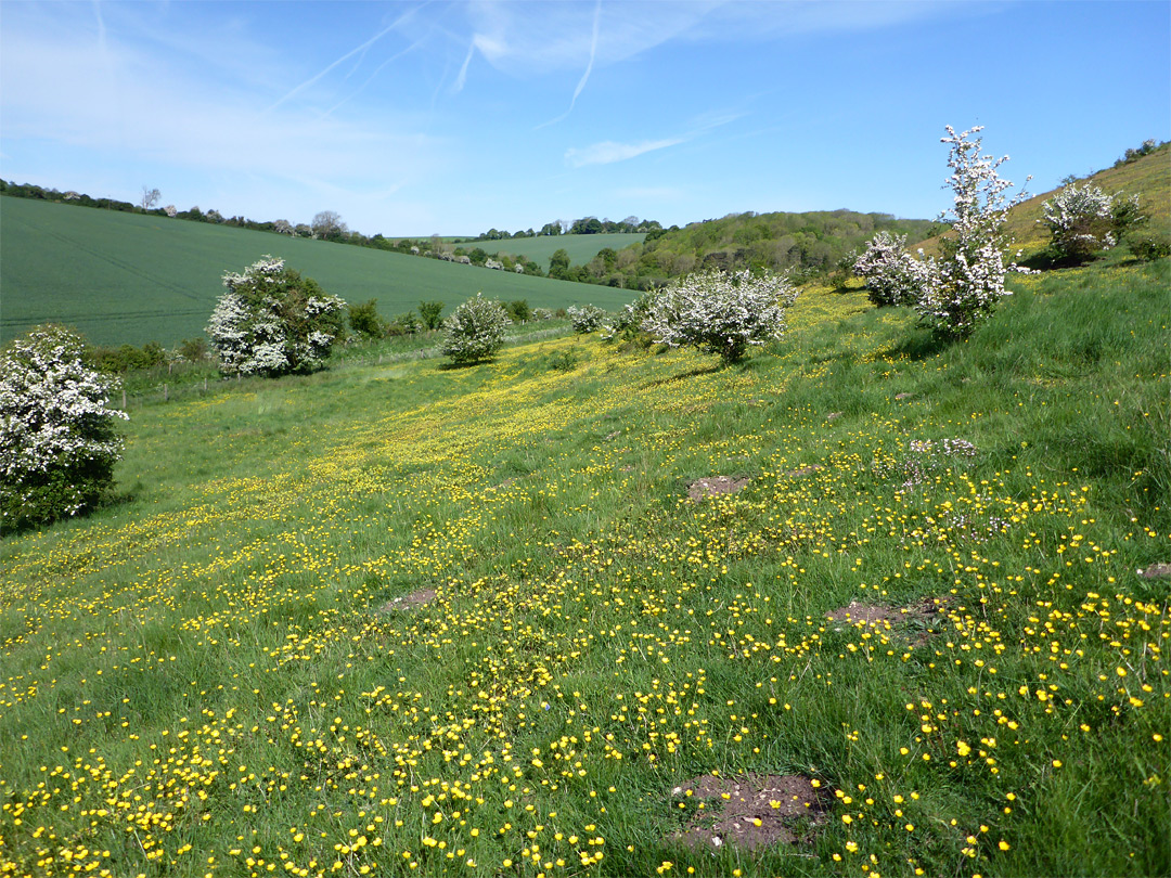 Many buttercups