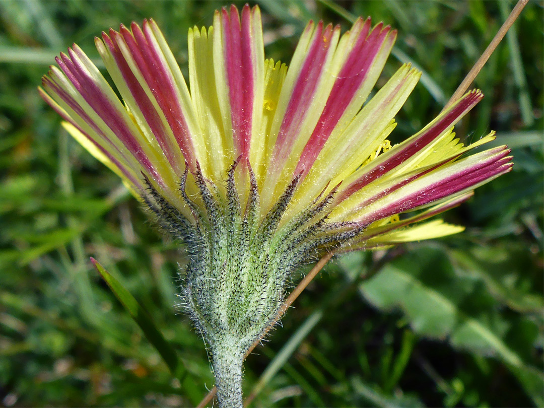 Mouse-ear hawkweed