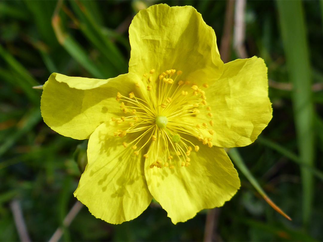 Common rock rose