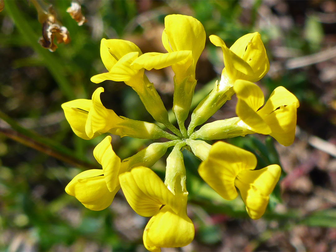 Circular flower cluster