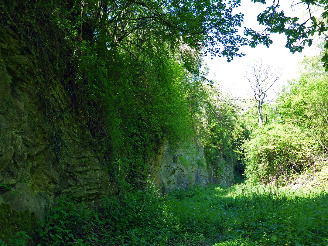 Limestone rock face