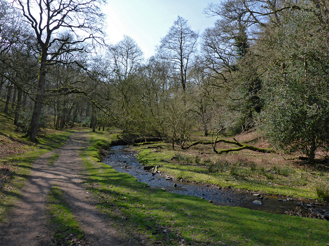 Forest track